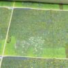 GUSTAV KLIMT ROSE BUSHES UNDER THE TREES CUSHION PANELS 2